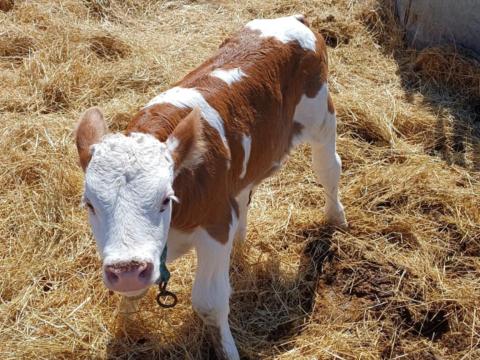 Magyartarka bika borjú eladó Izsákon Magyartarka bika borjú eladó Izsákon