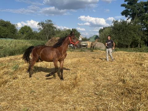 1 éves Shagya arab félvér csődör csikó 1 éves Shagya arab félvér csődör csikó