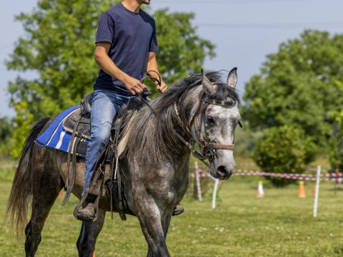 4 éves származásos Shagya-arab csődör 4 éves származásos Shagya-arab csődör