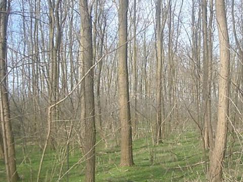 Erdő 3,5 hektár Bőnyön eladó Erdő 3,5 hektár Bőnyön eladó