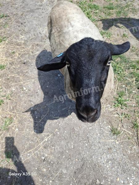 Suffolk kos eladó
