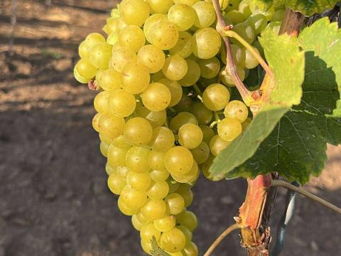 Mátraaljai Irsai Olivér szőlő eladó Mátraaljai Irsai Olivér szőlő eladó