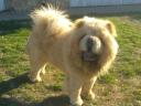 Csau Csau, Chow-Chow kan fedeztetésre