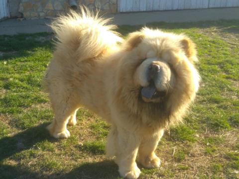 Csau Csau, Chow-Chow kan fedeztetésre Csau Csau, Chow-Chow kan fedeztetésre