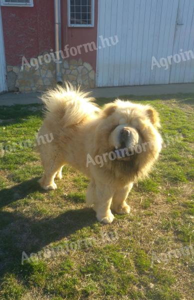 Csau Csau, Chow-Chow kan fedeztetésre