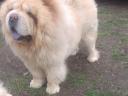 Csau Csau, Chow-Chow kan fedeztetésre