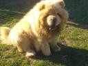 Csau Csau, Chow-Chow kan fedeztetésre