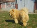 Csau Csau, Chow-Chow kan fedeztetésre