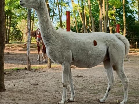Vemhes alpaka kancák, ,  csikók eladók Vemhes alpaka kancák, ,  csikók eladók