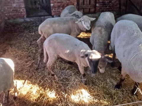 Eladó birkák Eladó birkák