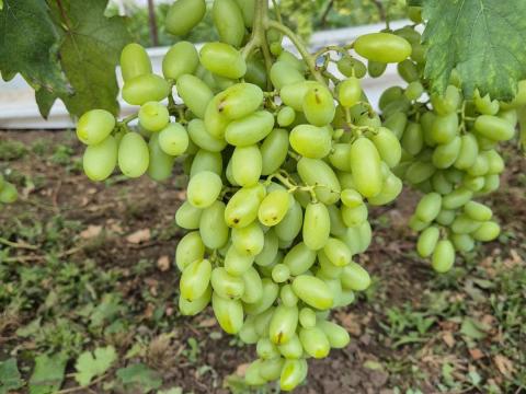 Csemegeszőlő Csemegeszőlő