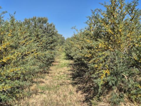 Homoktövis bogyó (Habego) Homoktövis bogyó (Habego)