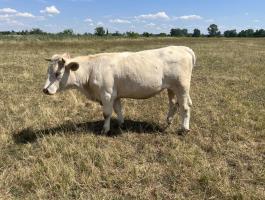 1.5 éves charolais szűz üsző