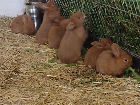Új-zélandi vörös nyúl Új-zélandi vörös nyúl