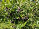 Fekete Berkenye! / Aronia