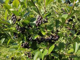 Fekete Berkenye! / Aronia