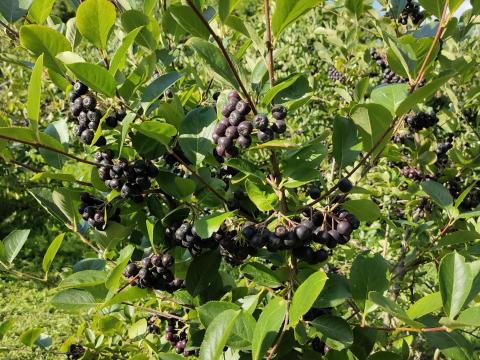 Fekete Berkenye! / Aronia Fekete Berkenye! / Aronia