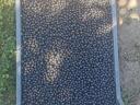 Fekete Berkenye! / Aronia