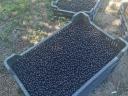 Fekete Berkenye! / Aronia