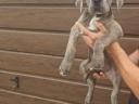 Cane Corso fajtatiszta kiskutyák ingyen elvihetők