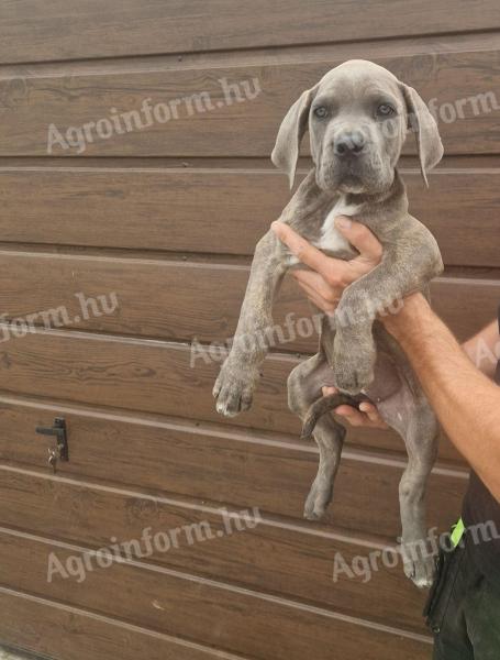 Cane Corso fajtatiszta kiskutyák ingyen elvihetők