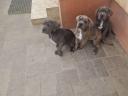 Cane Corso fajtatiszta kiskutyák ingyen elvihetők