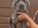 Cane Corso fajtatiszta kiskutyák ingyen elvihetők