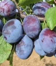 Szilva Cacanska lepotica eladó max 2000kg