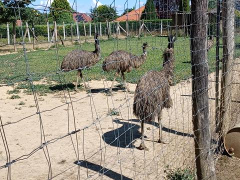 Emu eladó Emu eladó