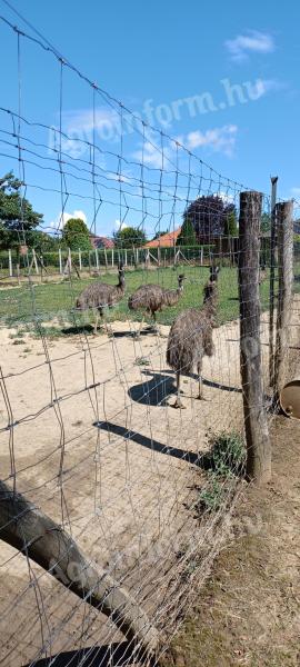 Emu eladó