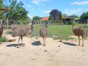 Emu eladó
