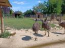 Emu eladó