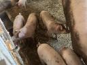 Eladó 25 kg-os magyar lapály *Duroc malacok