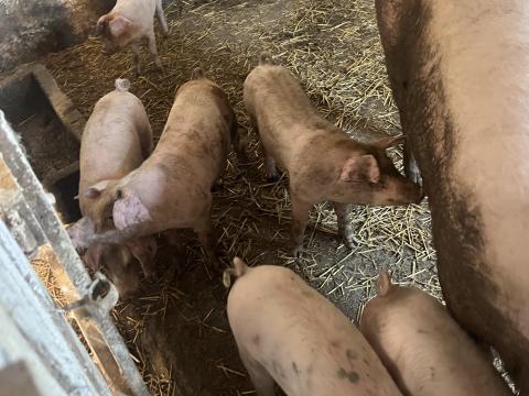 Eladó 25 kg-os magyar lapály *Duroc malacok Eladó 25 kg-os magyar lapály *Duroc malacok