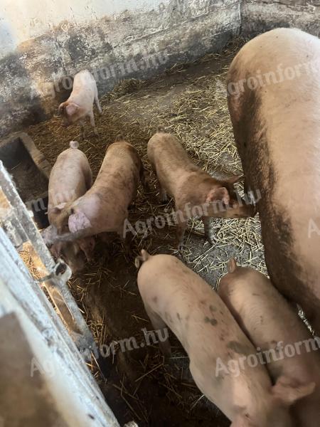 Eladó 25 kg-os magyar lapály *Duroc malacok
