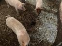 Eladó 25 kg-os magyar lapály *Duroc malacok