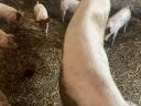 Eladó 25 kg-os magyar lapály *Duroc malacok