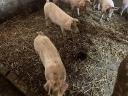 Eladó 25 kg-os magyar lapály *Duroc malacok
