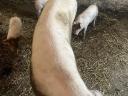 Eladó 25 kg-os magyar lapály *Duroc malacok