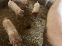 Eladó 25 kg-os magyar lapály *Duroc malacok