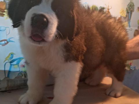 Minőségi vérvonalú szentbernáthegyi kisfiú és kislány szerető gazdit keres Minőségi vérvonalú szentbernáthegyi kisfiú és kislány szerető gazdit keres