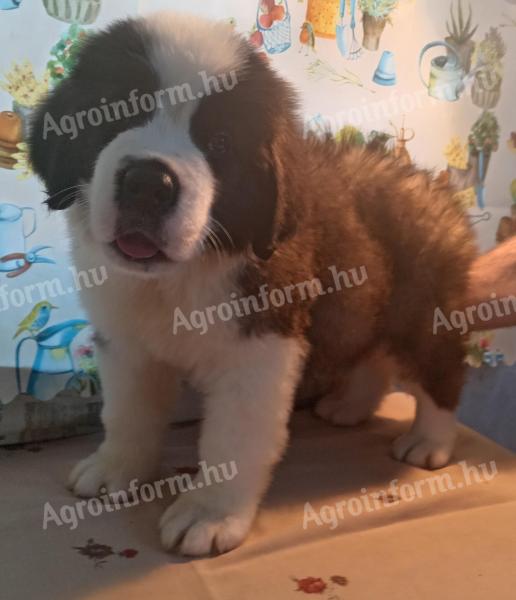 Minőségi vérvonalú szentbernáthegyi kisfiú és kislány szerető gazdit keres