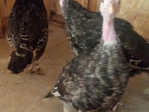 Erdélyi 10 hetes pulyka Erdélyi 10 hetes pulyka