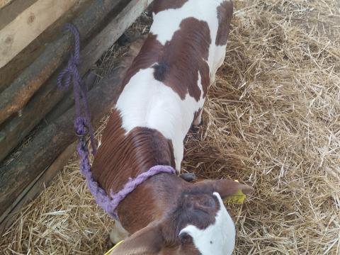 Magyartarka bika borjú Magyartarka bika borjú