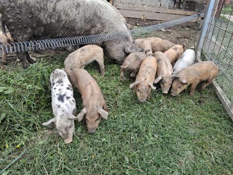 Mangalica × Duroc malacok Mangalica × Duroc malacok