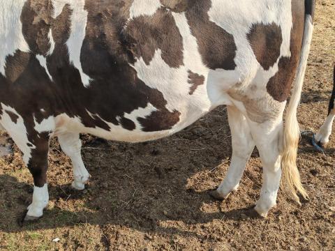 Holsten friz Holsten friz