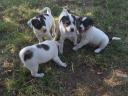 Jack Russell terrier fajtajellegű kiskutya