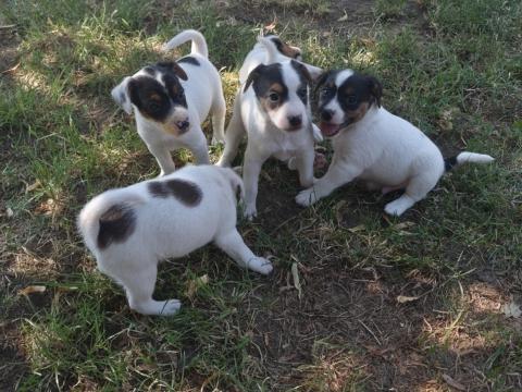 Jack Russell terrier fajtajellegű kiskutya Jack Russell terrier fajtajellegű kiskutya