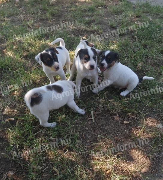 Jack Russell terrier fajtajellegű kiskutya