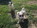 Jack Russell terrier fajtajellegű kiskutya